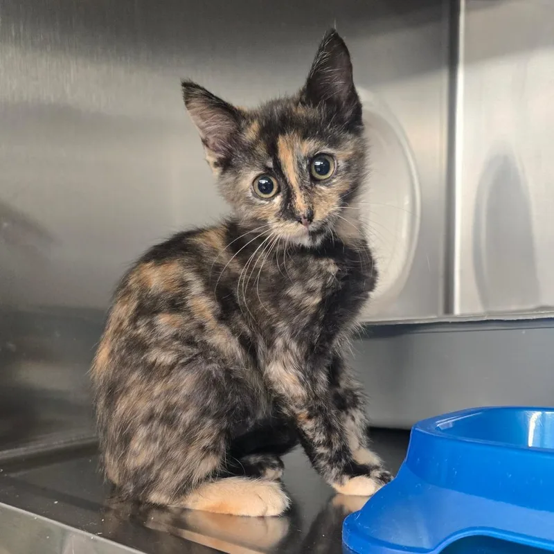 A baby small-sized female Black Domestic Short Hair cat named Isobel for adoption in Spokane, WA