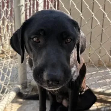 A young small-sized female Black Labrador Retriever dog named Tilly for adoption in Los Banos, CA