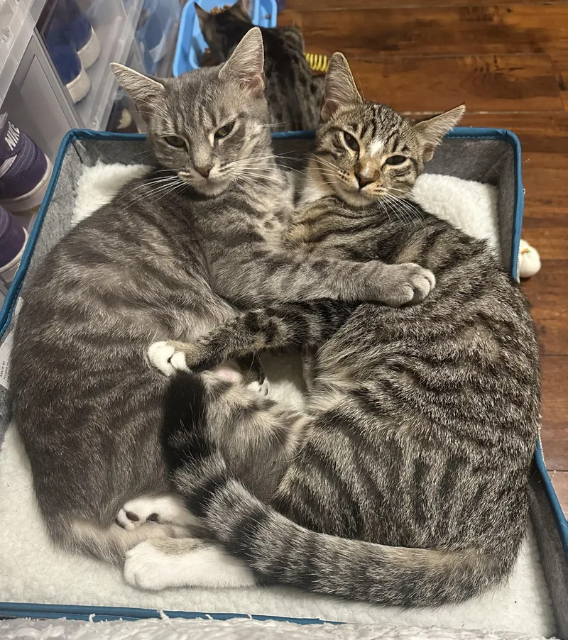 Mama Phoebe And Bindi