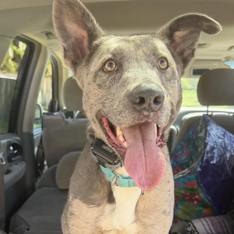 An adult large-sized male Merle (Blue) Catahoula Leopard Dog dog named Hopper for adoption in Richmond, VA