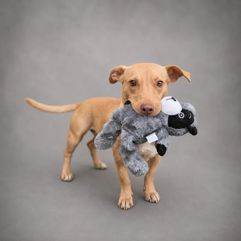 An adult medium-sized female Dachshund dog named Sinclair for adoption in Hardeeville, SC