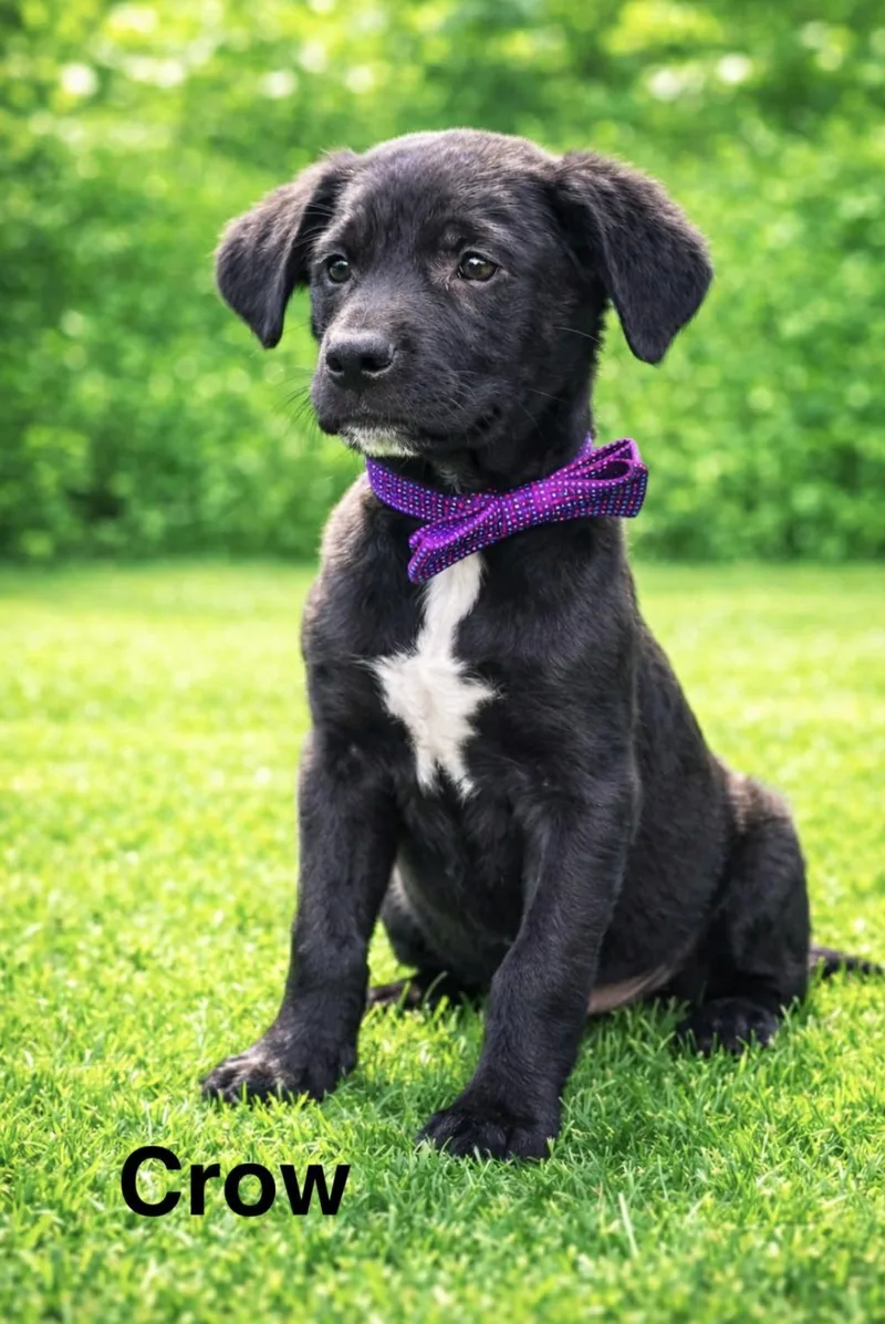A baby medium-sized male Labrador Retriever dog named Crow for adoption in Allen, TX