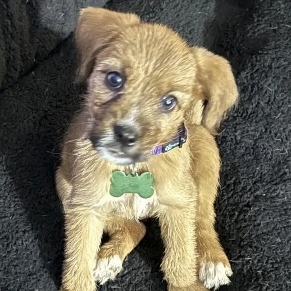 A baby small-sized female Mixed Breed dog named Tulip for adoption in Toledo, OH