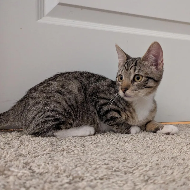 A baby medium-sized female Tabby (Buff / Tan / Fawn) Domestic Short Hair cat named Millie for adoption in jacksonville, FL
