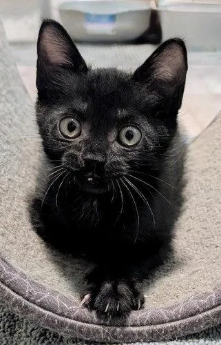 A baby medium-sized male Domestic Short Hair cat named Henry for adoption in Oak Ridge, TN