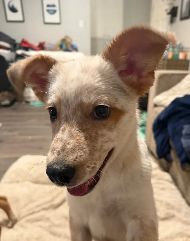 A baby medium-sized male Australian Cattle Dog / Blue Heeler dog named Cannonball for adoption in Fort Lupton, CO