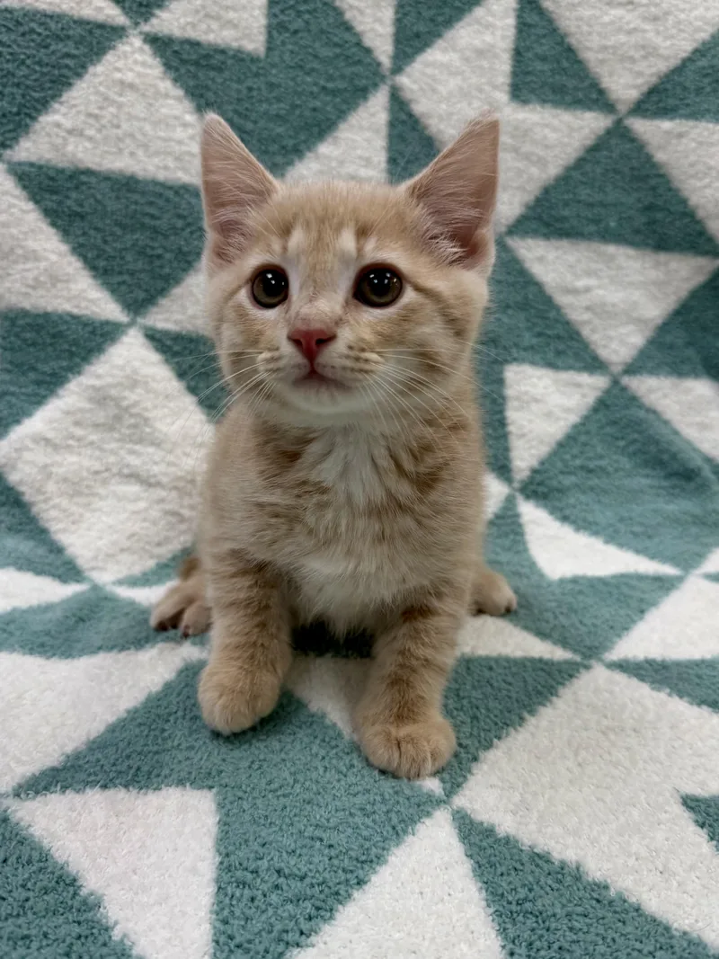 A baby medium-sized male Buff / Tan / Fawn Domestic Short Hair cat named Thomas for adoption in Columbus, OH