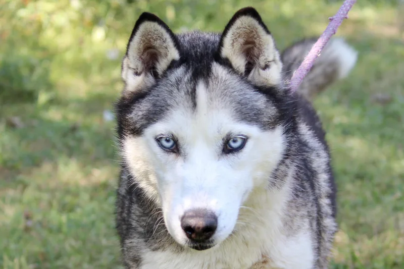 Ernestine thumbnail 3