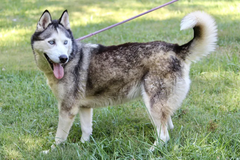 Ernestine thumbnail 4