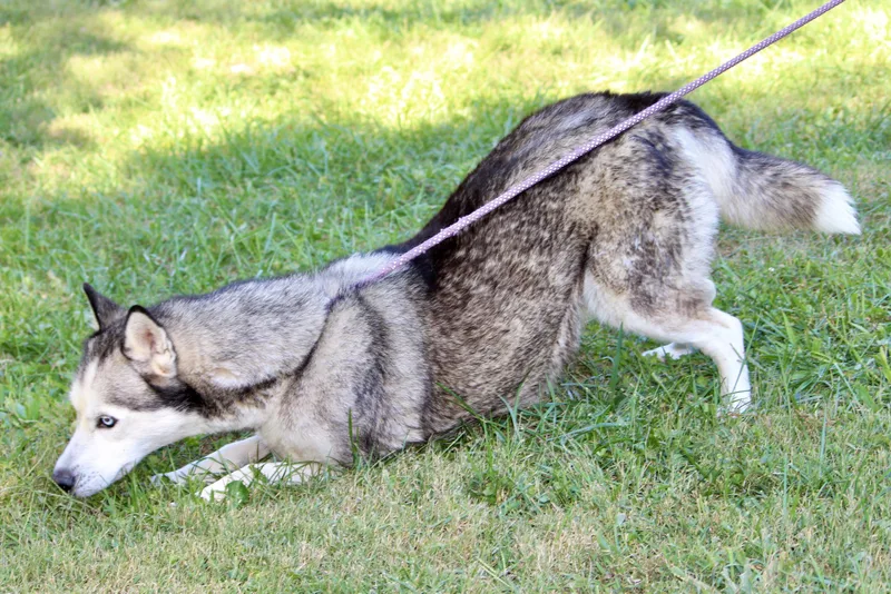 Ernestine thumbnail 5