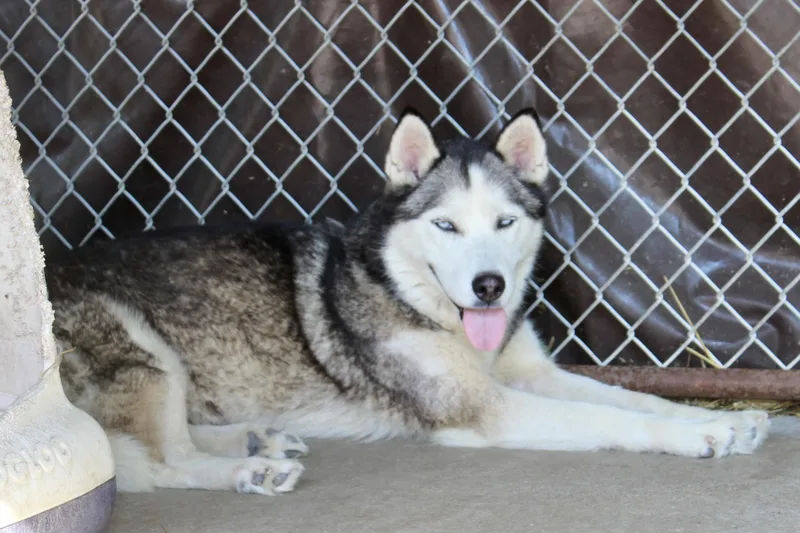 Ernestine thumbnail 6