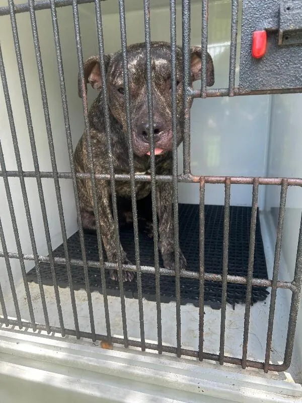 An adult medium-sized male Brindle Pit Bull Terrier dog named Dj for adoption in Mobile, AL