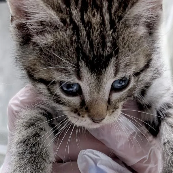 A baby small-sized male Domestic Short Hair cat named Tempo for adoption in Des Moines, IA