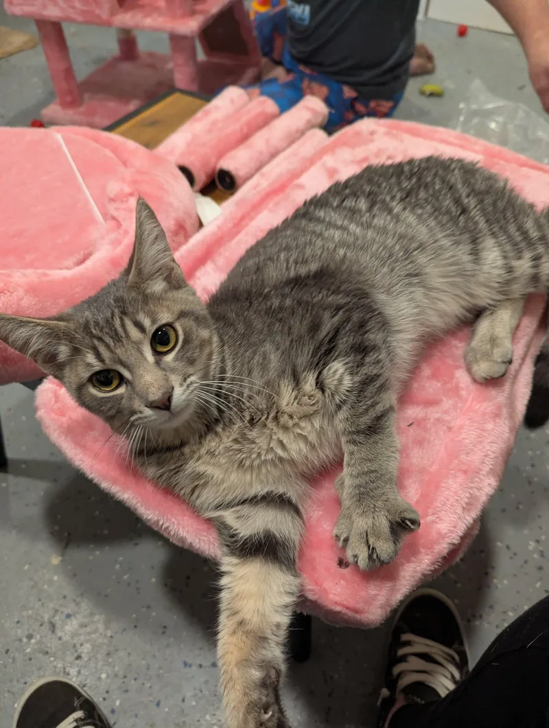 A young medium-sized male Domestic Short Hair cat named Alvin for adoption in New Baltimore, MI