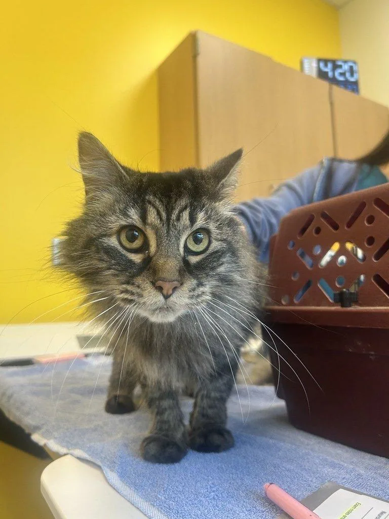 An adult small-sized female Tabby (Brown / Chocolate) Domestic Long Hair cat named Princess Pancake for adoption in Raleigh, NC