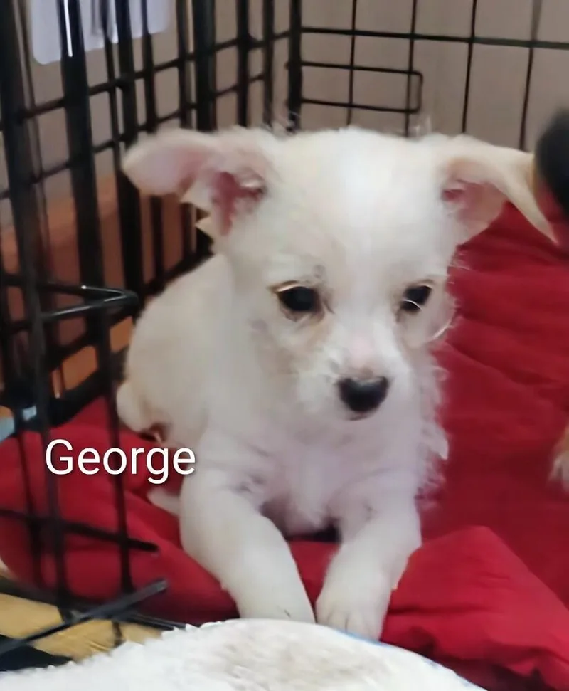 George