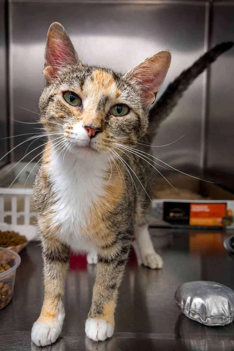 A young medium-sized female Calico cat named Tabitha for adoption in Greenville, DE