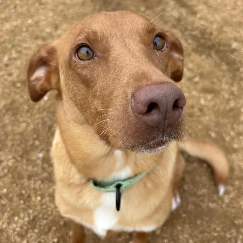 An adult medium-sized female Yellow / Tan / Blond / Fawn Mixed Breed dog named Bonnabelle for adoption in Bentonville, AR