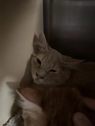 A baby medium-sized male Domestic Medium Hair cat named Little Man for adoption in Picayune, MS