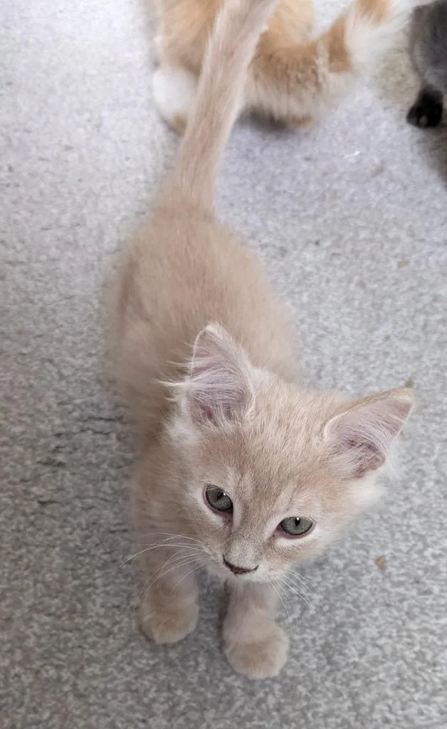 A baby medium-sized male Domestic Medium Hair cat named Spice for adoption in Salt Lake City, UT