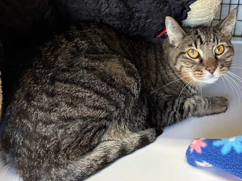 A senior medium-sized male Domestic Short Hair cat named Tom  Jerry for adoption in Peoria, AZ
