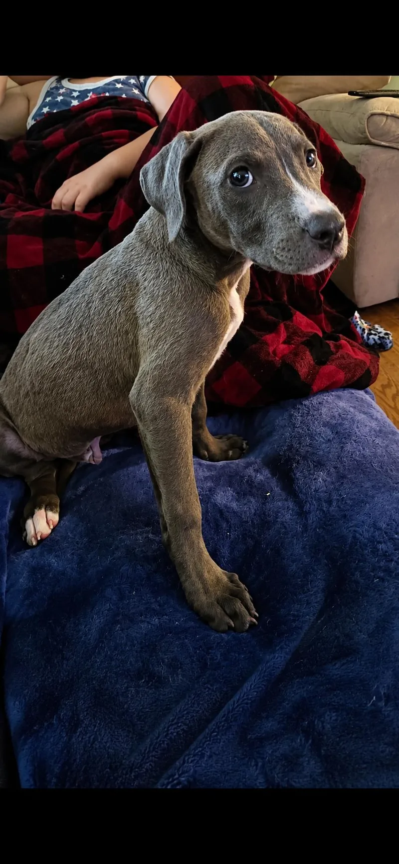 A baby large-sized male Gray / Blue / Silver Mixed Breed dog named Riley for adoption in Kenosha, WI