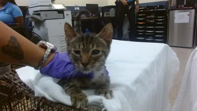 A baby small-sized male Domestic Short Hair cat named Joe for adoption in Miami, FL
