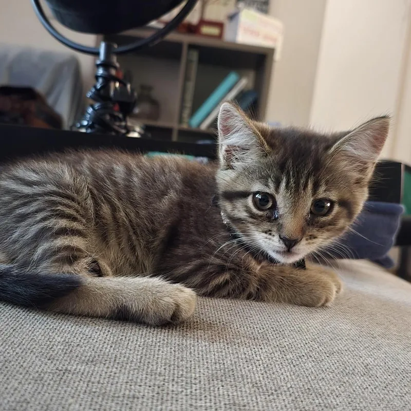 A baby medium-sized female Tabby (Brown / Chocolate) Domestic Short Hair cat named Gina for adoption in Colonia, NJ
