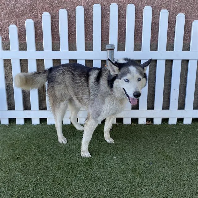 An adult medium-sized male Siberian Husky dog named Bubba for adoption in Modesto, CA