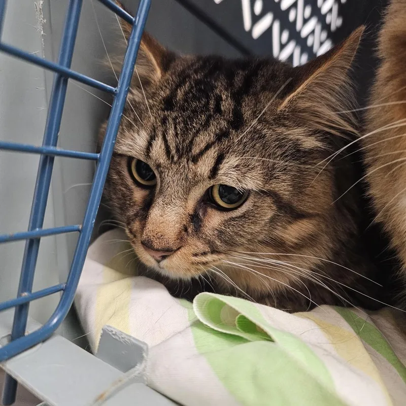An adult large-sized male Brown / Chocolate Domestic Short Hair cat named Mafia for adoption in Evansville, IN