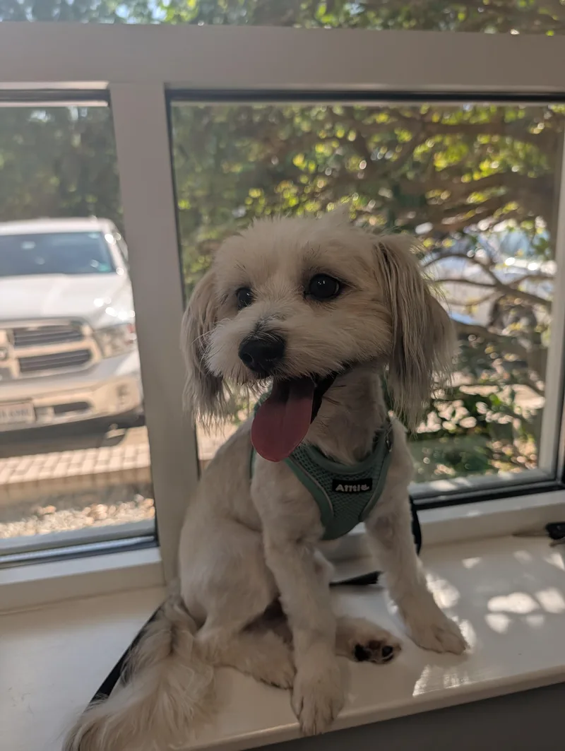 A young small-sized male Lhasa Apso dog named Ramsay for adoption in Richmond, VA