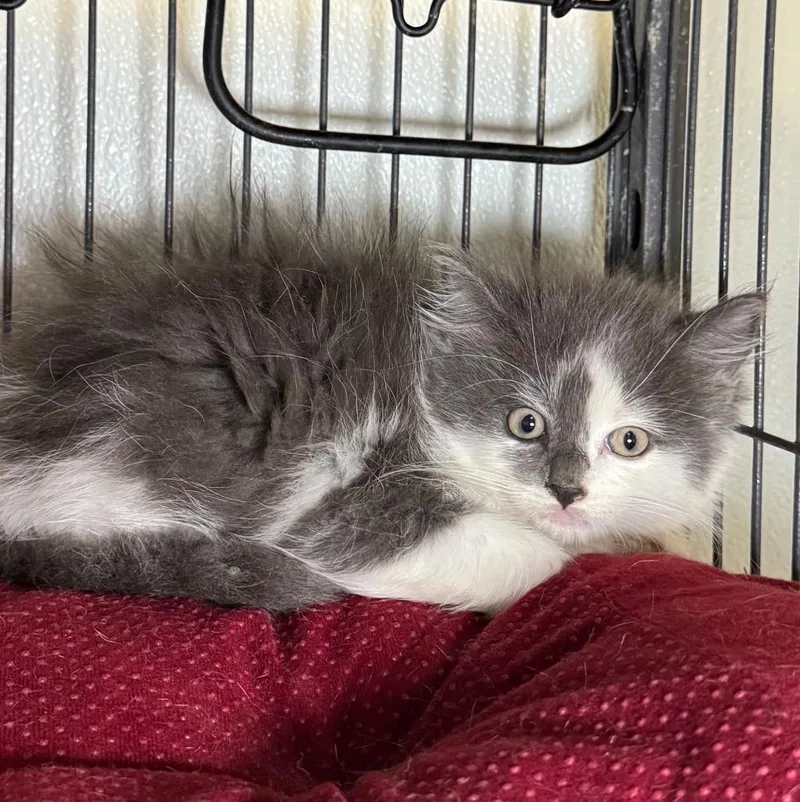 A baby medium-sized female Domestic Long Hair cat named Tammie for adoption in Saginaw, MI
