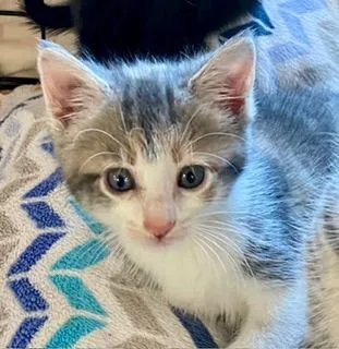 A baby medium-sized female Gray & White American Shorthair cat named Asha for adoption in Fredericksburg, OH