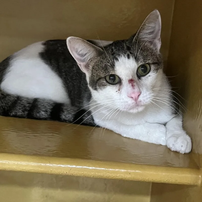 An adult medium-sized male White Domestic Short Hair cat named FWT Lucky for adoption in Midland, TX