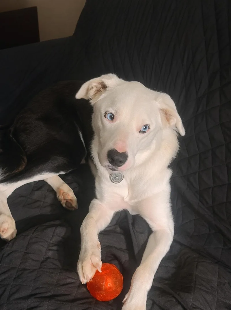 An adult medium-sized male Black Border Collie dog named Oreo  Courtesy Listing for adoption in Richmond, VA