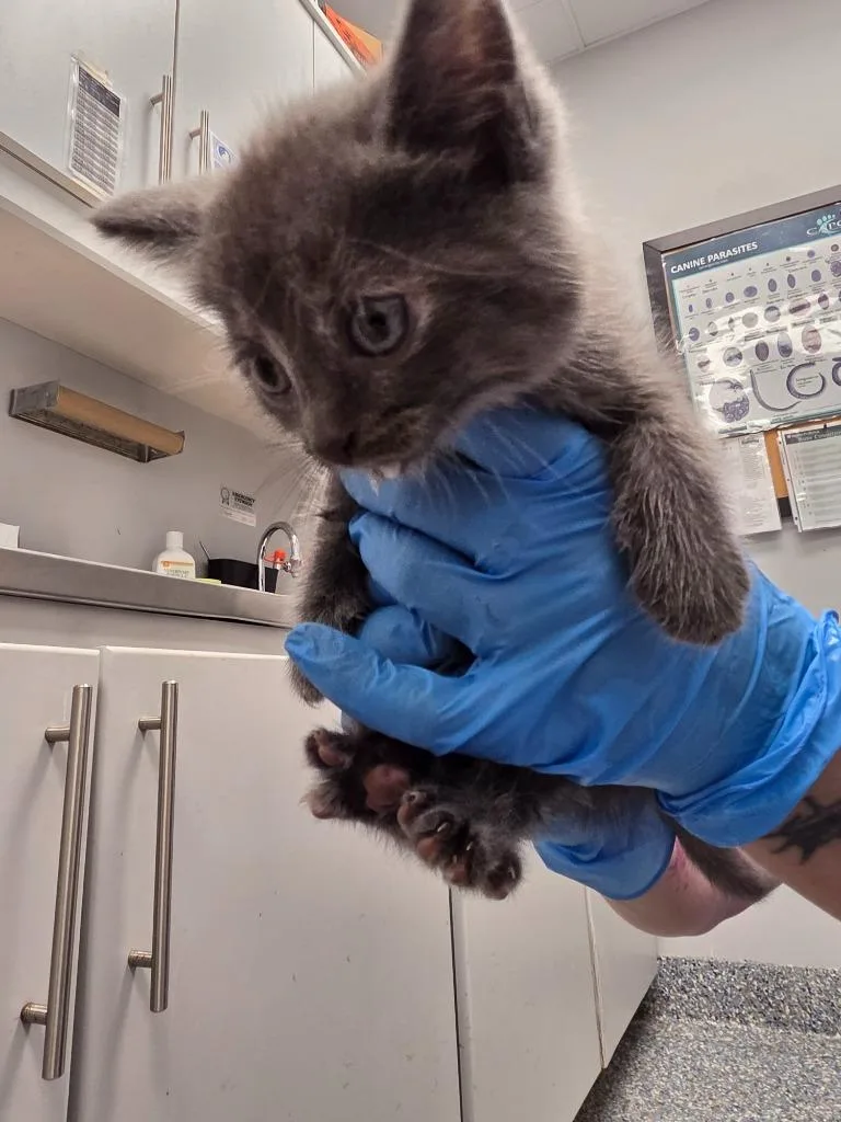 A baby small-sized female Domestic Short Hair cat named Petunia for adoption in Angola, IN