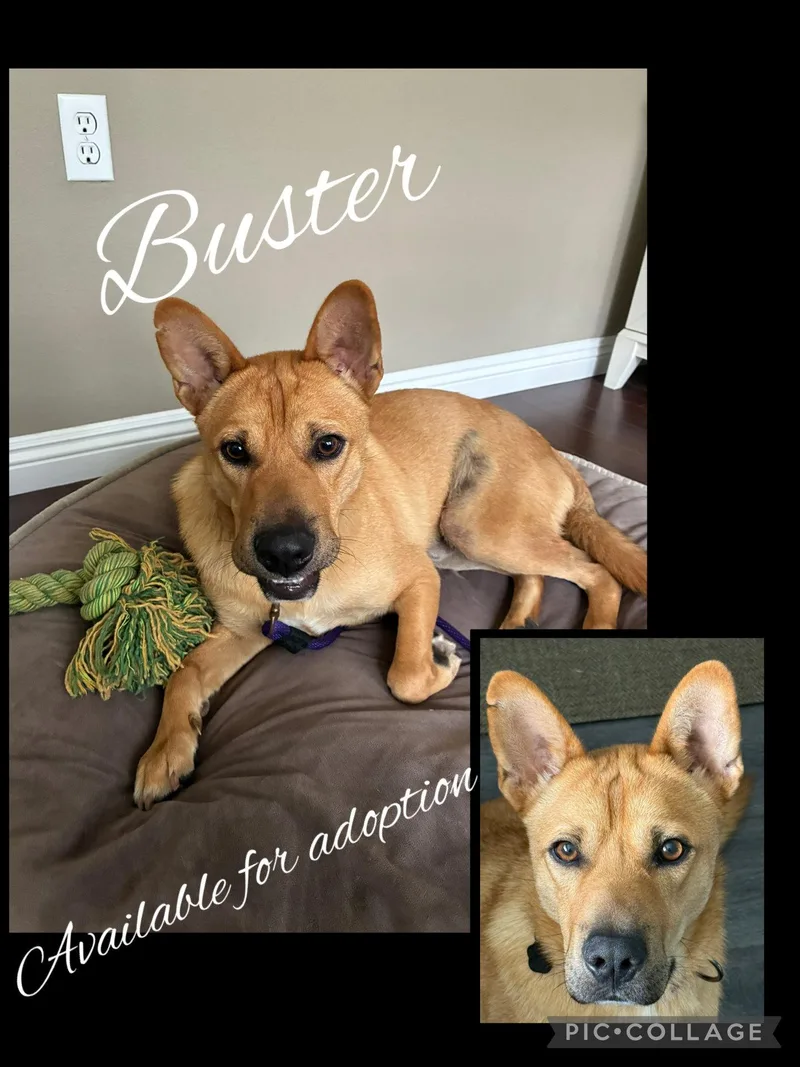 Buster thumbnail 2