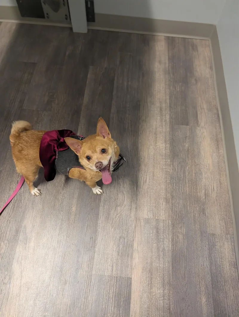 An adult small-sized female Chihuahua dog named Piper for adoption in Richmond, VA