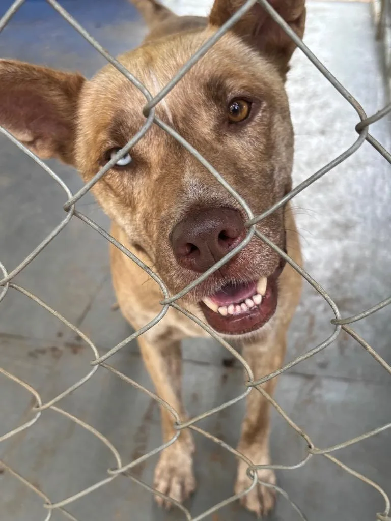 An adult medium-sized female Terrier dog named Maia for adoption in Ruston, LA