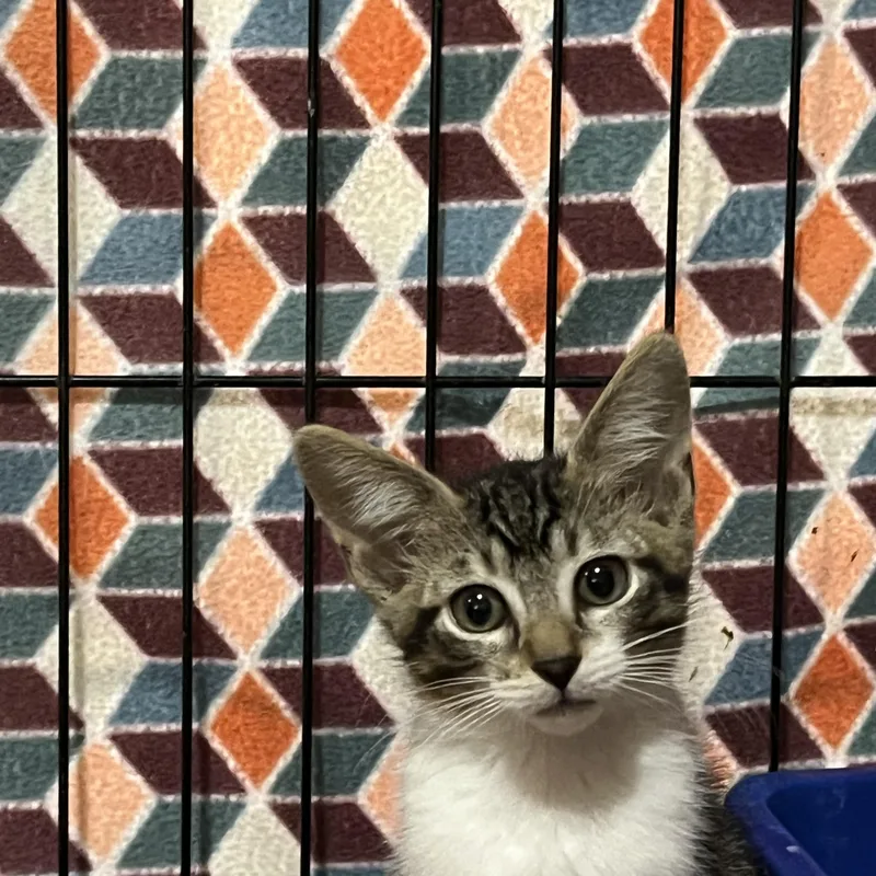 A baby small-sized female Gray / Blue / Silver Domestic Short Hair cat named Ocean for adoption in Boca Raton, FL