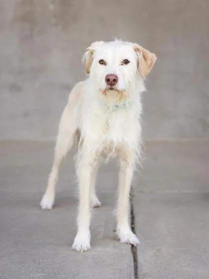 An adult medium-sized male Mixed Breed dog named Frankie for adoption in Longmont, CO