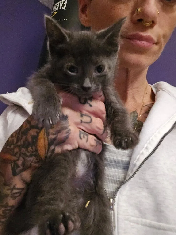 A baby small-sized male Gray / Blue / Silver Domestic Short Hair cat named Greyson for adoption in Vancouver, WA