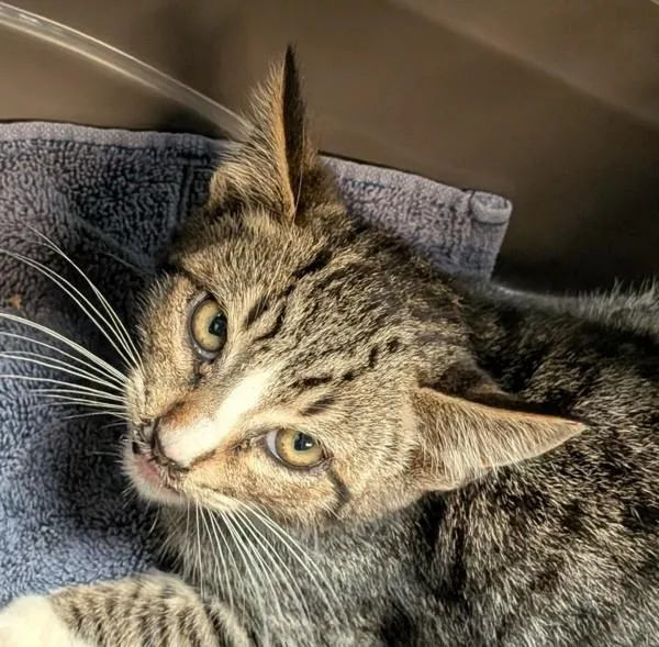 A baby small-sized male Domestic Short Hair cat named Newt for adoption in San Diego, CA