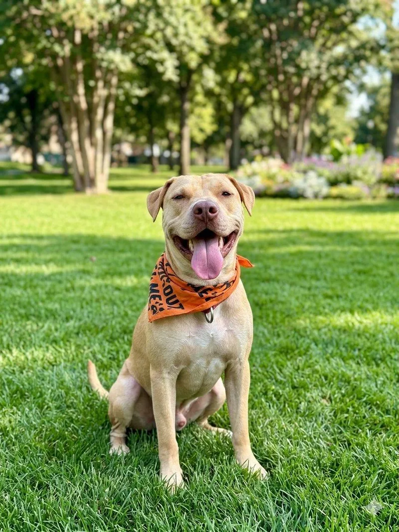 A young large-sized male Yellow / Tan / Blond / Fawn Labrador Retriever dog named Henry for adoption in Willis, TX