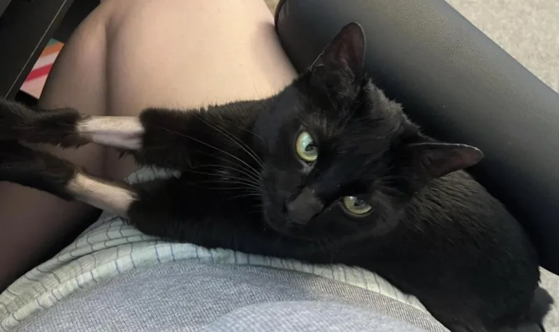 A young medium-sized female Black Domestic Short Hair cat named Magnolia Furest for adoption in Chandler, AZ