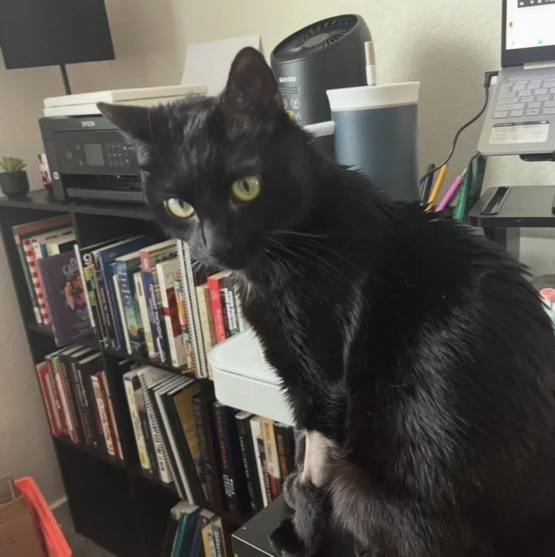 Magnolia Furest thumbnail 2