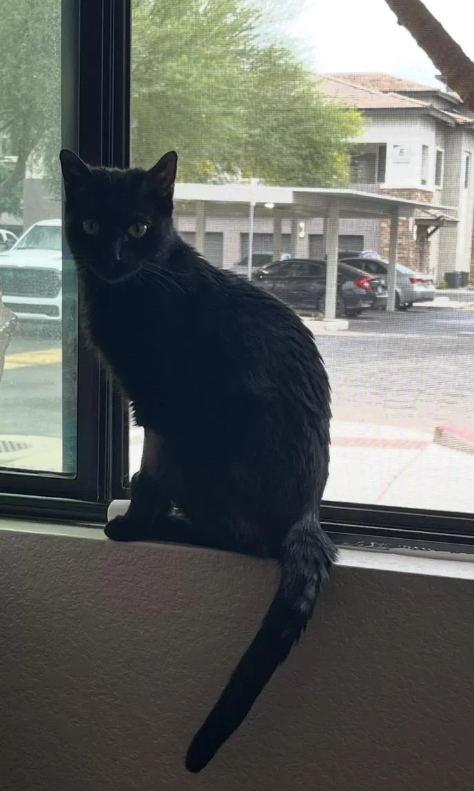 Magnolia Furest thumbnail 3