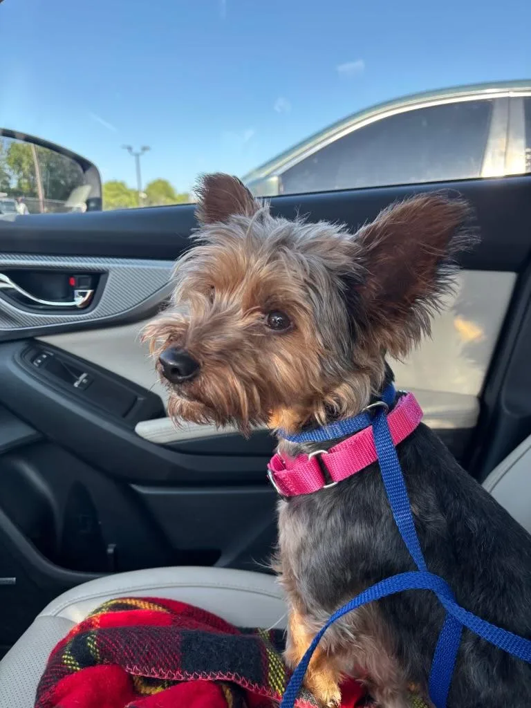 A young small-sized male Black Yorkshire Terrier dog named Luther Vandross for adoption in Norfolk, VA