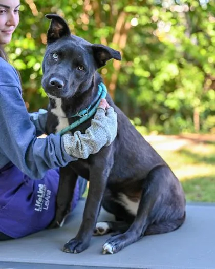A young medium-sized female Mixed Breed dog named Panda for adoption in Chamblee, GA