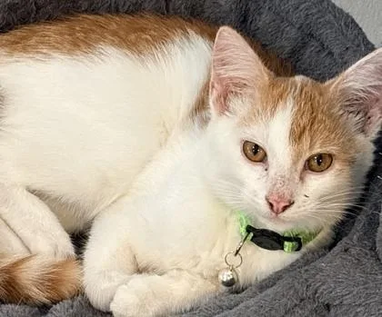 A young medium-sized male Domestic Short Hair cat named Kiwi for adoption in Shawano, WI